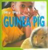 Guinea_pig