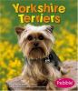Yorkshire_terriers