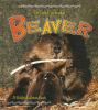 The_life_cycle_of_a_beaver