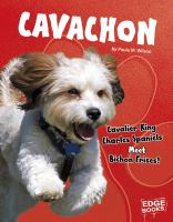 Cavachon__Cavalier_King_Charles_Spaniels_meet_Bichon_Frises_